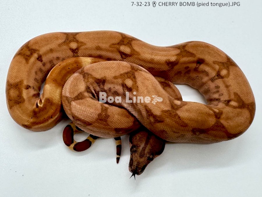 CHERRY BOMB (pied tongue)